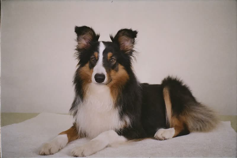 A long-coated collie resting after a groom